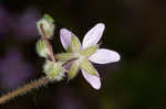 Redstem stork's bill